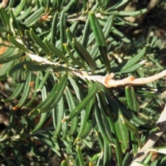 Banksia marginata at Booth, ACT - 22 May 2018