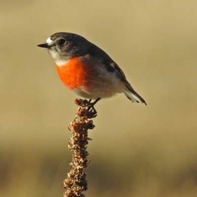 Petroica boodang (Scarlet Robin) at Booth, ACT - 22 May 2018 by RodDeb