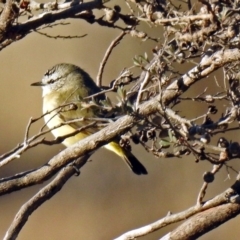 Acanthiza chrysorrhoa (Yellow-rumped Thornbill) at Booth, ACT - 22 May 2018 by RodDeb