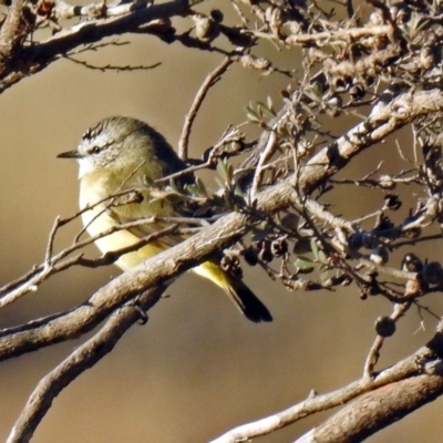 Acanthiza chrysorrhoa (Yellow-rumped Thornbill) at Booth, ACT - 22 May 2018 by RodDeb