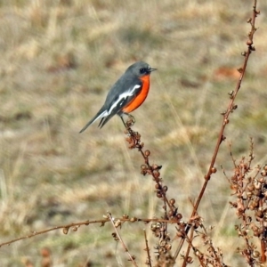 Petroica phoenicea at Booth, ACT - 22 May 2018 03:39 PM