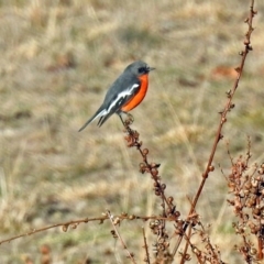 Petroica phoenicea (Flame Robin) at Booth, ACT - 22 May 2018 by RodDeb