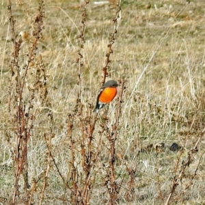 Petroica phoenicea at Booth, ACT - 22 May 2018 03:39 PM