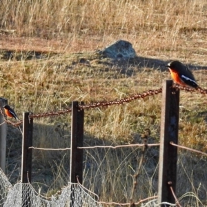 Petroica phoenicea at Booth, ACT - 22 May 2018 03:39 PM