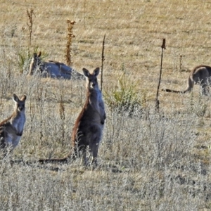 Macropus giganteus at Booth, ACT - 22 May 2018