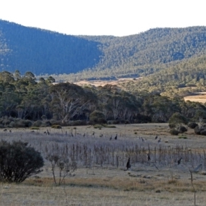 Macropus giganteus at Booth, ACT - 22 May 2018