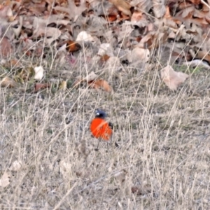 Petroica phoenicea at Booth, ACT - 22 May 2018 04:10 PM