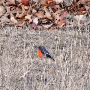 Petroica phoenicea at Booth, ACT - 22 May 2018 04:10 PM