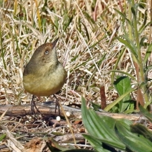 Acanthiza reguloides at Tharwa, ACT - 22 May 2018