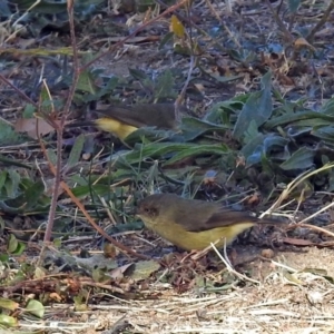 Acanthiza reguloides at Tharwa, ACT - 22 May 2018 11:22 AM