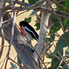 Petroica boodang at Paddys River, ACT - 22 May 2018