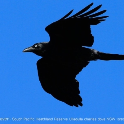 Corvus coronoides (Australian Raven) at South Pacific Heathland Reserve - 27 Oct 2017 by CharlesDove