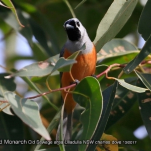 Monarcha melanopsis at undefined - 30 Oct 2017 12:00 AM