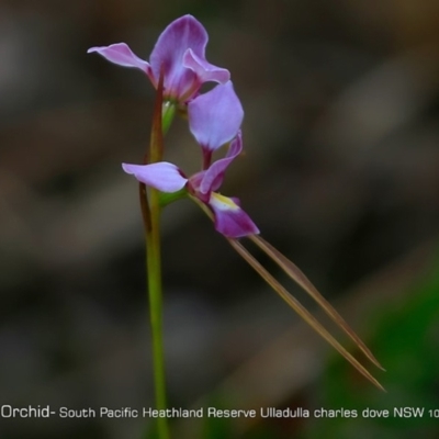 Diuris punctata var. punctata (Purple Donkey Orchid) at South Pacific Heathland Reserve - 20 May 2018 by CharlesDove