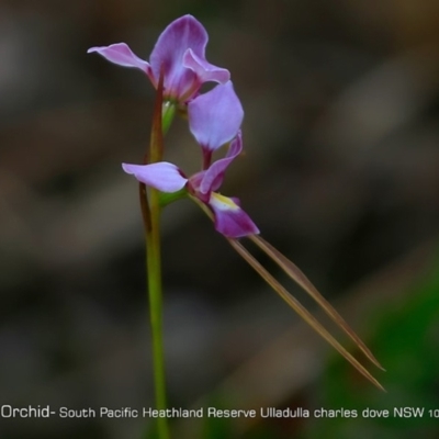 Diuris punctata var. punctata (Purple Donkey Orchid) at South Pacific Heathland Reserve - 20 May 2018 by Charles Dove