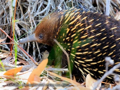 Tachyglossus aculeatus (Short-beaked Echidna) - 3 May 2018 by CharlesDove