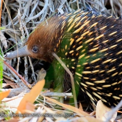 Tachyglossus aculeatus (Short-beaked Echidna) at Undefined - 2 May 2018 by CharlesDove