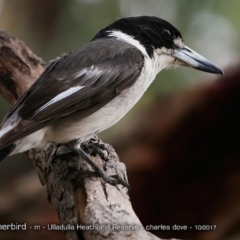 Cracticus torquatus (Grey Butcherbird) at Undefined - 3 Oct 2017 by CharlesDove
