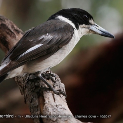 Cracticus torquatus (Grey Butcherbird) at Undefined - 3 Oct 2017 by CharlesDove