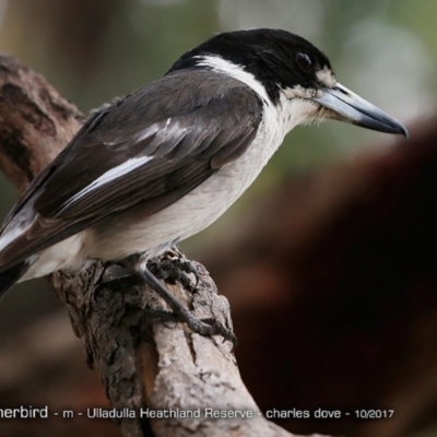 Cracticus torquatus (Grey Butcherbird) at Undefined - 2 Oct 2017 by Charles Dove