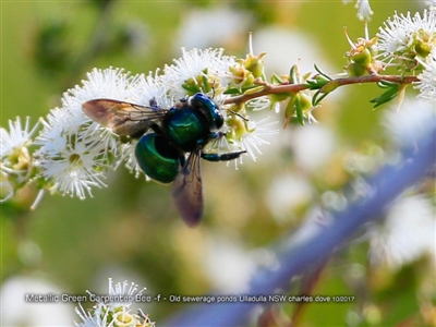 Xylocopa (Lestis) aerata (Golden-Green Carpenter Bee) at Undefined - 2 Oct 2017 by CharlesDove