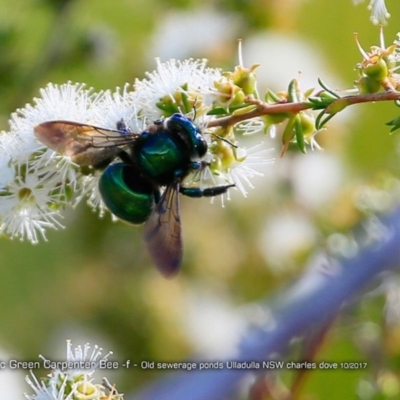 Xylocopa (Lestis) aerata (Golden-Green Carpenter Bee) at Undefined - 2 Oct 2017 by CharlesDove
