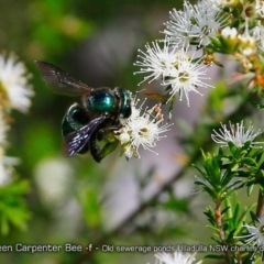 Xylocopa (Lestis) aerata at undefined - 3 Oct 2017