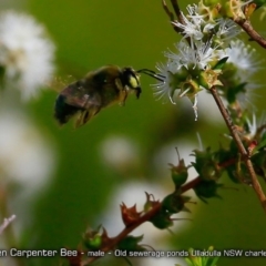 Xylocopa (Lestis) aerata at undefined - 3 Oct 2017 12:00 AM