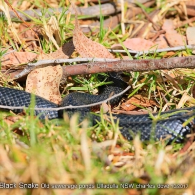 Pseudechis porphyriacus (Red-bellied Black Snake) at Undefined - 2 Oct 2017 by Charles Dove