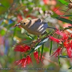 Myzomela sanguinolenta (Scarlet Honeyeater) at Undefined - 4 Oct 2017 by Charles Dove