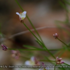 Laxmannia gracilis (Slender Wire Lily) at South Pacific Heathland Reserve - 5 Oct 2017 by Charles Dove