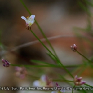 Laxmannia gracilis at South Pacific Heathland Reserve - 6 Oct 2017