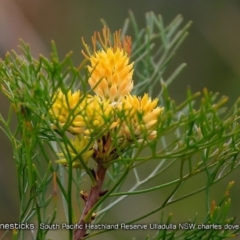 Petrophile pedunculata (Conesticks) at South Pacific Heathland Reserve - 23 Oct 2017 by Charles Dove