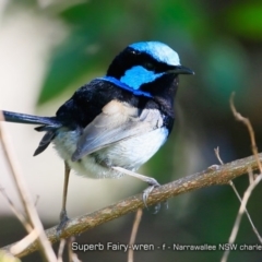 Malurus cyaneus (Superb Fairywren) at Undefined - 23 Oct 2017 by Charles Dove