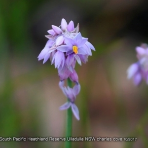 Sowerbaea juncea at South Pacific Heathland Reserve - 23 Oct 2017