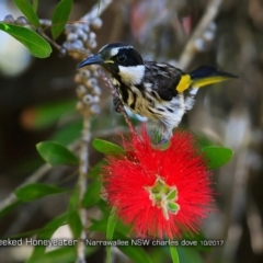 Phylidonyris niger (White-cheeked Honeyeater) at Undefined - 29 Oct 2017 by Charles Dove
