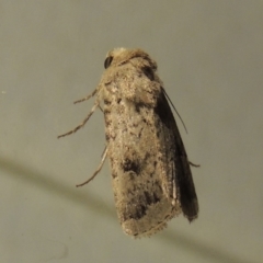 Proteuxoa capularis (Half-moon Noctuid) at Conder, ACT - 22 Mar 2015 by michaelb