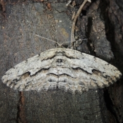 Ectropis excursaria (Common Bark Moth) at Conder, ACT - 10 Dec 2017 by MichaelBedingfield