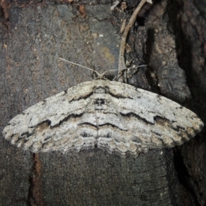 Ectropis excursaria at Conder, ACT - 10 Dec 2017 12:05 AM