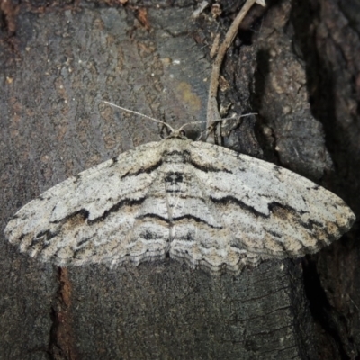 Ectropis excursaria (Common Bark Moth) at Conder, ACT - 9 Dec 2017 by michaelb