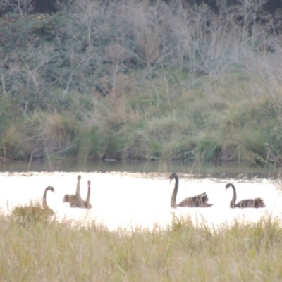 Cygnus atratus (Black Swan) at Campbell, ACT - 9 May 2018 by michaelb