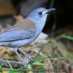 Colluricincla harmonica (Grey Shrikethrush) at Milton Rainforest Walking Track - 20 Oct 2017 by Charles Dove