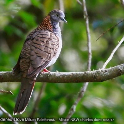 Geopelia humeralis (Bar-shouldered Dove) at Milton Rainforest Bushcare - 12 Oct 2017 by CharlesDove