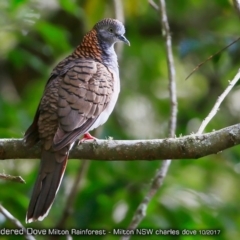 Geopelia humeralis (Bar-shouldered Dove) at Milton Rainforest Walking Track - 11 Oct 2017 by Charles Dove
