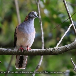 Geopelia humeralis at Milton Rainforest - 12 Oct 2017 12:00 AM