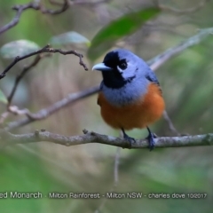 Monarcha melanopsis (Black-faced Monarch) at Milton Rainforest Bushcare - 5 Oct 2017 by Charles Dove