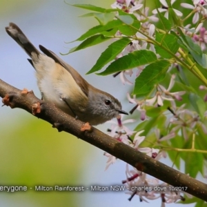 Gerygone mouki at Milton Rainforest Bushcare - 20 Oct 2017 12:00 AM