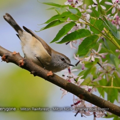 Gerygone mouki (Brown Gerygone) at Milton Rainforest Walking Track - 19 Oct 2017 by Charles Dove