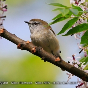 Gerygone mouki at Milton Rainforest Bushcare - 20 Oct 2017 12:00 AM