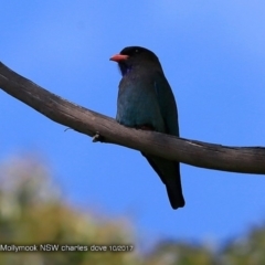 Eurystomus orientalis (Dollarbird) at Undefined - 18 Oct 2017 by CharlesDove